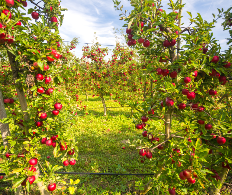 Kashmir: A Journey Through the Apple Orchards
