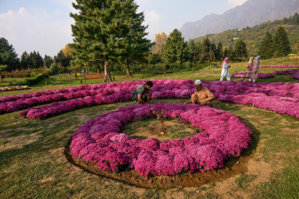Bagh-e-Gul-e-Dawood Discover Srinagar’s Enchanting Chrysanthemum Paradise